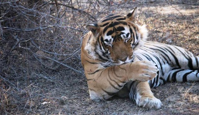 NEWS: Male Tiger T-42 Fateh is walking Lame in Ranthambore National Park