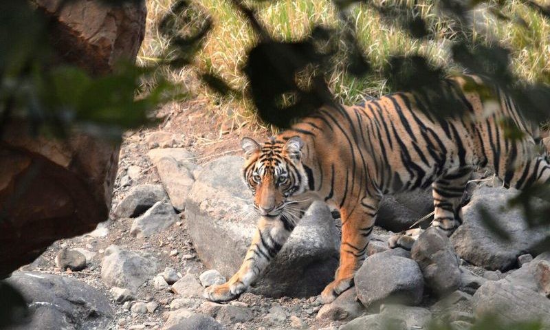 Animals-in-Ranthamore-National-Park