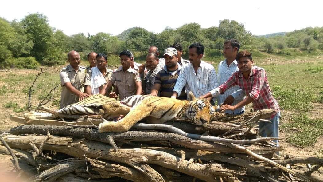 Tiger-t33-Died