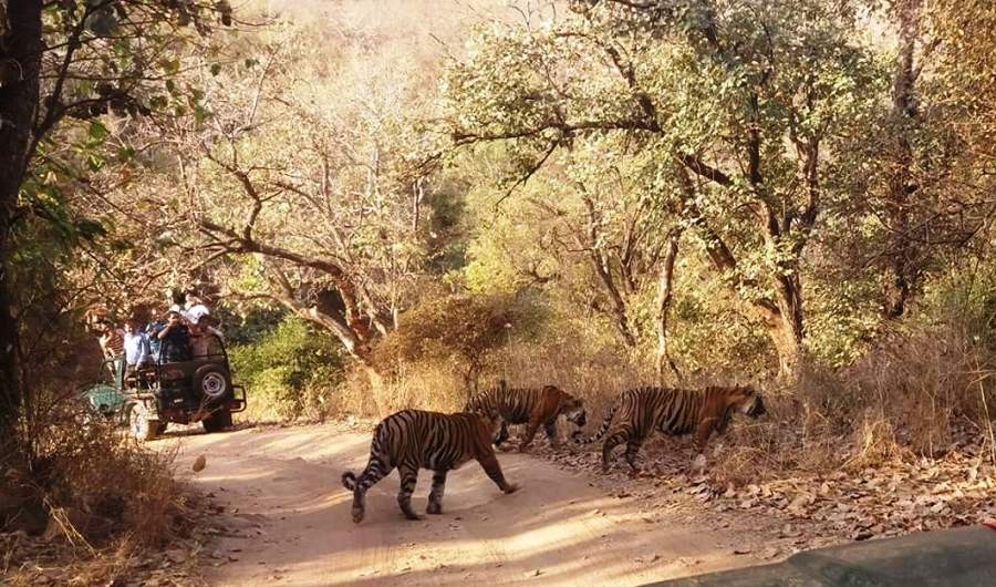 Best tiger Safari zone in Ranthambore