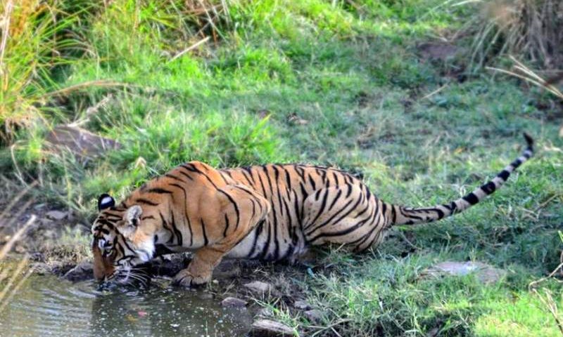 Best-Zone-for-Tiger-Sighting-in-Ranthambore