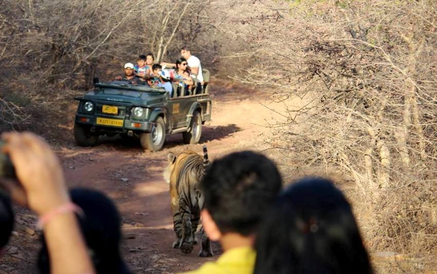 Best safari zone in Ranthambore