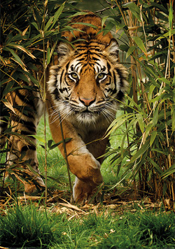Ranthambore Online Safari Booking