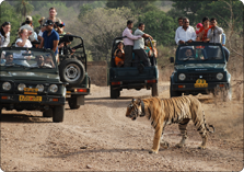 Ranthambore Jeep Safari