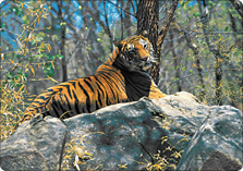 Ranthambore How To Reach