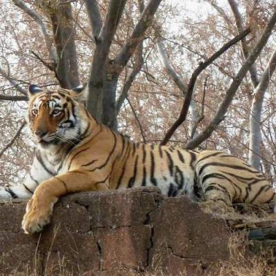 Kota to Ranthambore Tour Package
