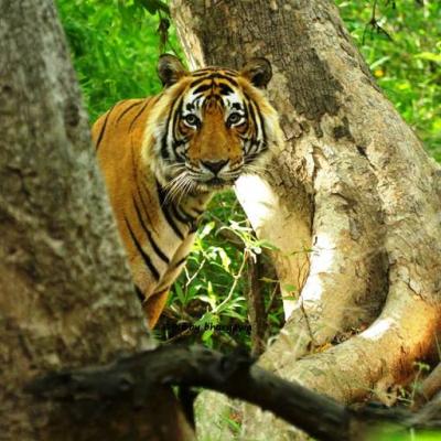 Ranthambore Monsoon Package
