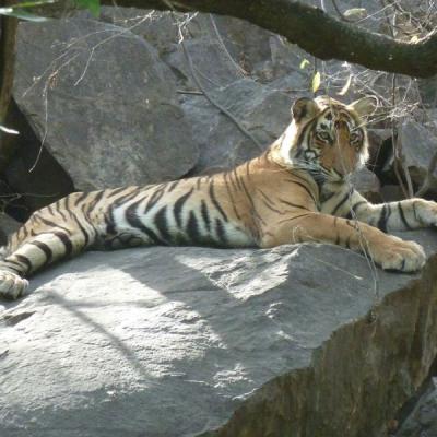 Ranthambore Special Wildlife Package