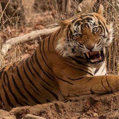 Ranthambore Weekend Getways Holiday Package