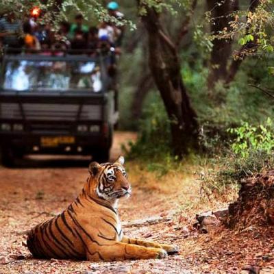 Ranthambore Safari Tour