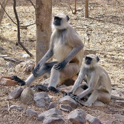 Ranthambore Tiger Tours