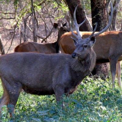 Ranthambore Weekend Tour